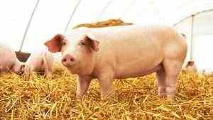China prohíbe las importaciones de cerdos de Indonesia debido a la peste porcina africana