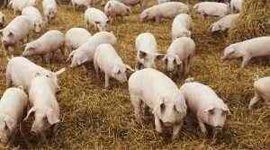 Porcicultores alemanes sufren tras el cierre del matadero