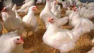 La producción de pollo de China sigue aumentando