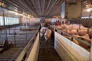 China’s 2019 pork production hits 16-year low due to swine flu