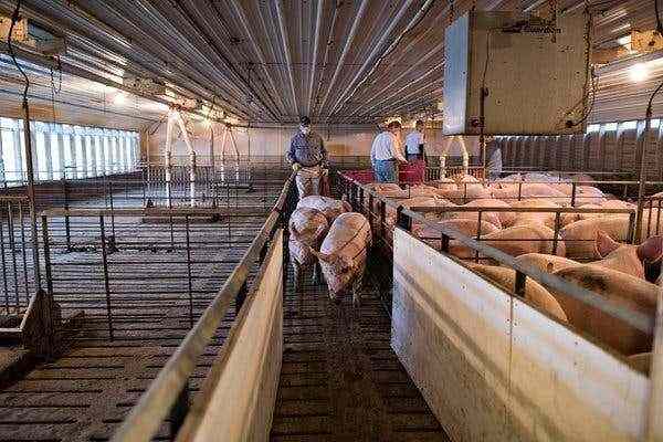 China’s 2019 pork production hits 16-year low due to swine flu